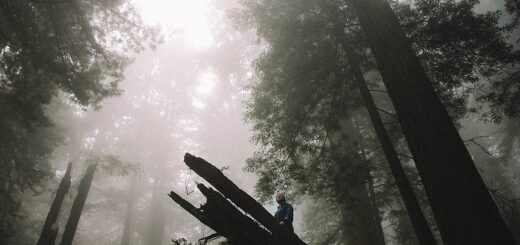 Kobieca elegancja w sieci – poznaj kolekcje odzieży damskiej Flawless